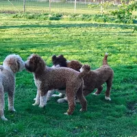 Tux C, a female Goldendoodle for sale in Kankakee, IL – Photo 5 of 5