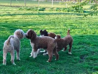 Tux C, a female Goldendoodle for sale in Kankakee, IL – Photo 5 of 5