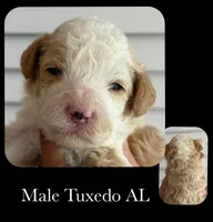 Tux AL, a male Goldendoodle for sale in Kankakee, IL – Photo 1 of 3