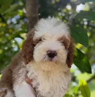 Tuxedo C, a female Goldendoodle for sale in Momence, IL – 1 of 3
