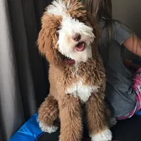 Ab/Tux C, a male Goldendoodle for sale in Kankakee, IL – Photo 3 of 3