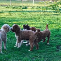 Ab/Tux C, a male Goldendoodle for sale in Kankakee, IL – Photo 2 of 3