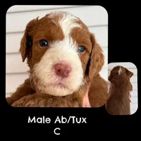 Ab/Tux C, a male Goldendoodle for sale in Kankakee, IL – Photo 1 of 3