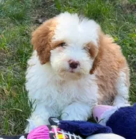 Tuxedo C, a female Goldendoodle for sale in Momence, IL – 3 of 3