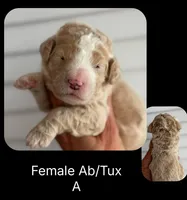 AB/TUX A, a female Goldendoodle for sale in Kankakee, IL – Photo 1 of 3