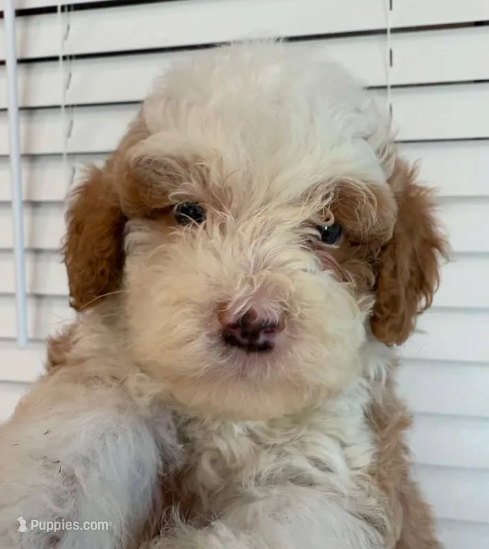 Tuxedo B – Goldendoodle puppy for sale in Momence, IL