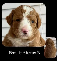 AB/TUX B, a female Goldendoodle for sale in Kankakee, IL – Photo 1 of 3