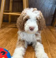 Tux B, a female Goldendoodle for sale in Kankakee, IL – 1 of 2