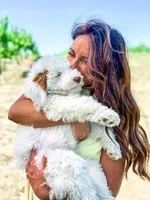 Parti Male, a male Goldendoodle for sale in Kankakee, IL – Photo 3 of 3