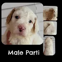 Parti Male, a male Goldendoodle for sale in Kankakee, IL – Photo 1 of 3