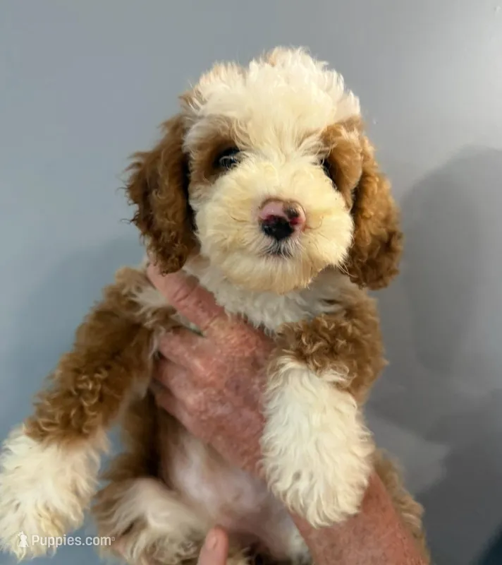 Tux A – Goldendoodle puppy for sale in Kankakee, IL