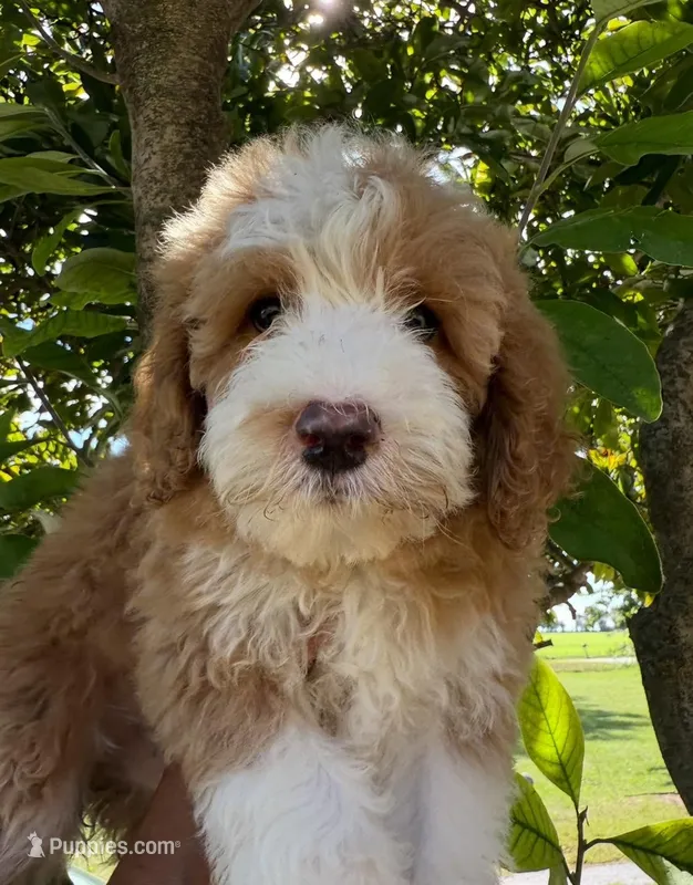 Tuxedo C – Goldendoodle puppy for sale in Momence, IL