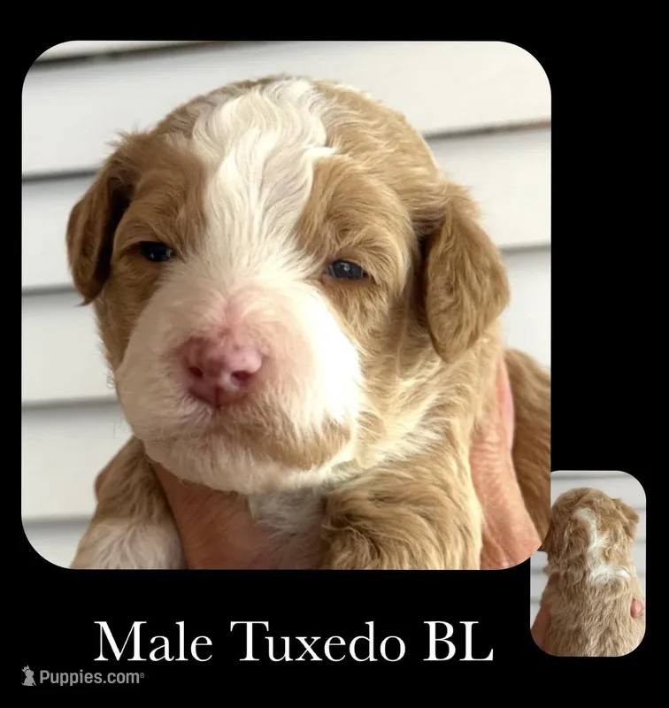Tux BL, a male Goldendoodle for sale in Kankakee, IL – Photo 1 of 2