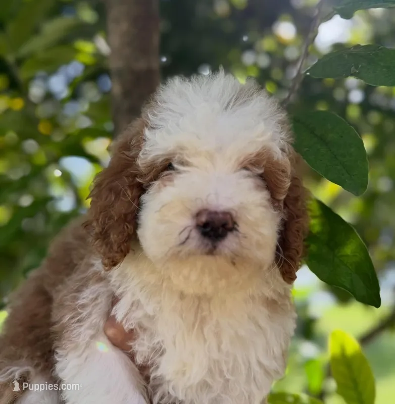 Tuxedo B – Goldendoodle puppy for sale in Momence, IL