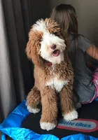 Ab/Tux A, a male Goldendoodle for sale in Kankakee, IL – Photo 3 of 3