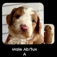 Ab/Tux A, a male Goldendoodle for sale in Kankakee, IL – Photo 1 of 3