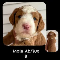 Ab/Tux B, a male Goldendoodle for sale in Kankakee, IL – Photo 1 of 3