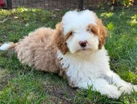 Tuxedo C, a female Goldendoodle for sale in Momence, IL – 2 of 3
