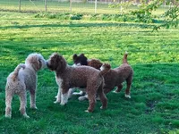 Tuxedo A, a female Goldendoodle for sale in Kankakee, IL – Photo 2 of 2