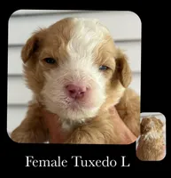 Tuxedo A, a female Goldendoodle for sale in Kankakee, IL – Photo 1 of 2