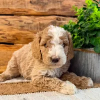 AB/TUX A, a female Goldendoodle for sale in Kankakee, IL – Photo 1 of 2