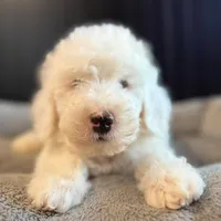 White Male B, a male Goldendoodle for sale in Kankakee, IL – Photo 1 of 5