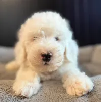 White Male B, a male Goldendoodle for sale in Kankakee, IL – Photo 1 of 5