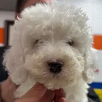 White Male B, a male Goldendoodle for sale in Kankakee, IL – Photo 4 of 5
