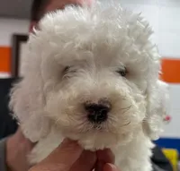 White Male B, a male Goldendoodle for sale in Kankakee, IL – Photo 4 of 5