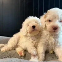 White Male B, a male Goldendoodle for sale in Kankakee, IL – Photo 5 of 5