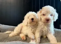 White Male B, a male Goldendoodle for sale in Kankakee, IL – Photo 5 of 5