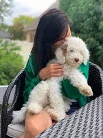 White Male B, a male Goldendoodle for sale in Kankakee, IL – Photo 3 of 5