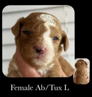 AB/TUX L, a female Goldendoodle for sale in Kankakee, IL – Photo 1 of 2