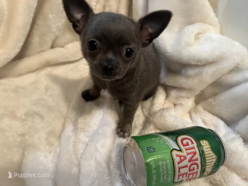 Thunder – Chihuahua puppy for sale in Tampa, FL