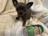 Thunder, a male Chihuahua for sale in Tampa, FL – 1 of 10
