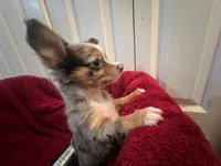 Missy, a female Chihuahua for sale in Tampa, FL – 7 of 10