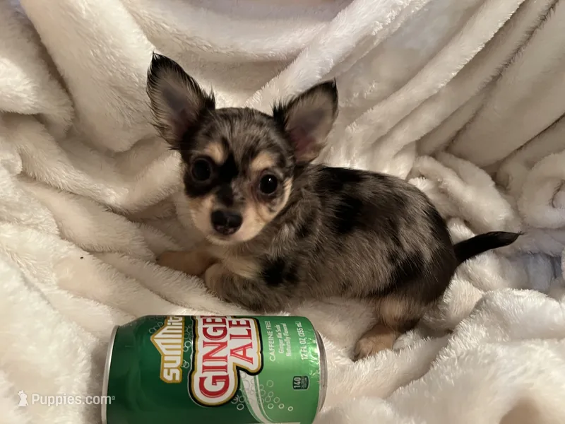 Bagel – Chihuahua puppy for sale in Tampa, FL