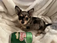 Bagel, a male Chihuahua for sale in Tampa, FL – 1 of 10