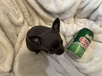 Thunder, a male Chihuahua for sale in Tampa, FL – 4 of 10