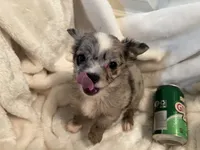 Muffin, a male Chihuahua for sale in Tampa, FL – 10 of 10