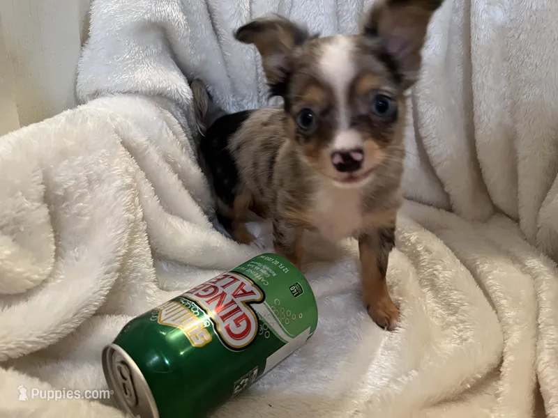 Missy – Chihuahua puppy for sale in Tampa, FL