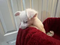 Alli, a female Chihuahua for sale in Tampa, FL – 4 of 10