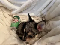 Bagel, a male Chihuahua for sale in Tampa, FL – 3 of 10