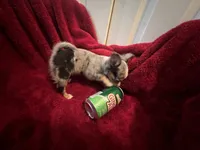 Missy, a female Chihuahua for sale in Tampa, FL – 2 of 10