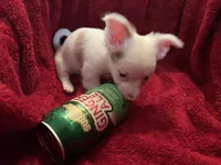 Gator , a male Chihuahua for sale in Tampa, FL – 6 of 10