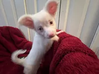 Alli, a female Chihuahua for sale in Tampa, FL – 8 of 10