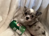 Muffin, a male Chihuahua for sale in Tampa, FL – 9 of 10