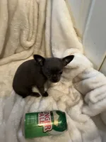 Thunder, a male Chihuahua for sale in Tampa, FL – 7 of 10