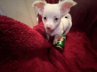 Gator , a male Chihuahua for sale in Tampa, FL – 9 of 10