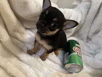 Trish, a female Chihuahua for sale in Tampa, FL – 6 of 10